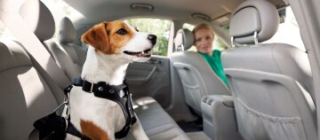 Jack Russell Terrier Hund sitzt auf der Rückbank in einem Auto und wird von seiner Besitzerin angeschaut