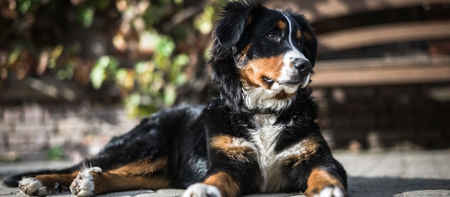 Ein Berner Sennenhund liegt im Garten