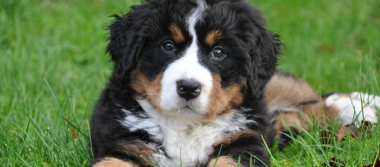Ein Berner Sennenwelpe liegt im Gras