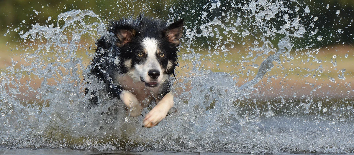 Ein Border Collie springt durchs Wasser