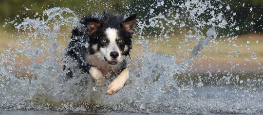 Ein Border Collie springt durchs Wasser