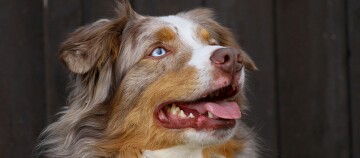 Ein Australian Shephard schaut auf.