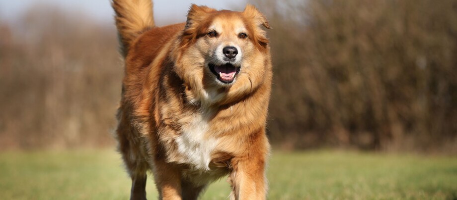 Ein übergewichtiger Hund läuft über die Wiese