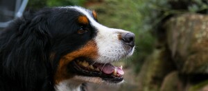 Ein Berner Sennenhund schaut gespannt