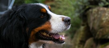 Ein Berner Sennenhund schaut gespannt