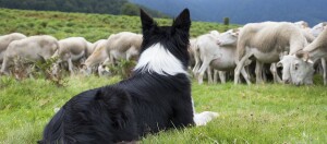 Hund hütet Schafe, Border Collie bewacht Schafsherde