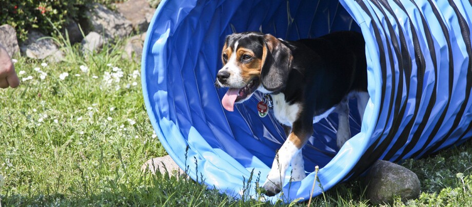 Ein kleiner Hund läuft beim Degility Training durch einen blauen Tunnel Ein kleiner Hund läuft beim Degility Training durch einen blauen Tunnel