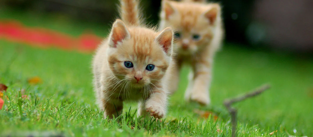 Zwei rötlich getigerte Katzebabys rennen über eine Wiese