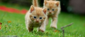 Zwei rötlich getigerte Katzebabys rennen über eine Wiese