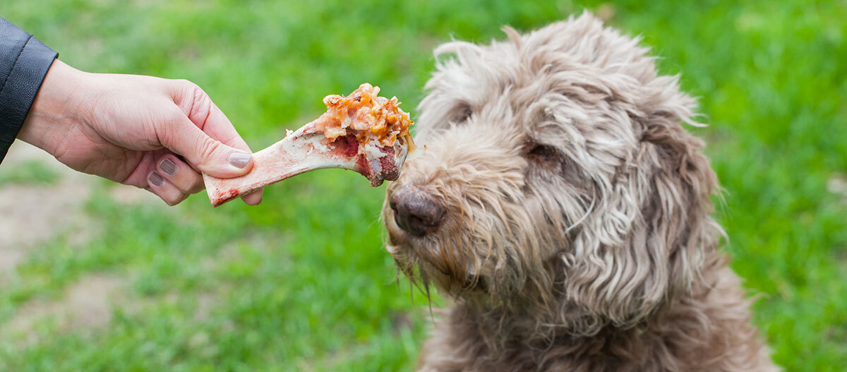 Ratgeber-Ernährung-Hund-Knochen_1200x527 Besitzer gibt Hund einen Knochen.