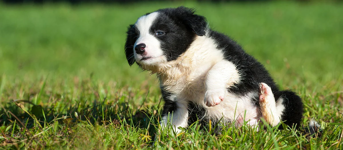 Ein Welpe sitzt auf einer Wiese und kratzt sich