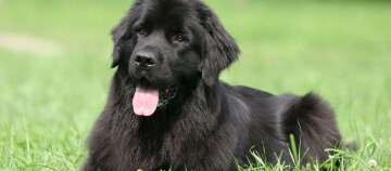 Ein NeufundlÀnder liegt auf einer Wiese