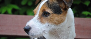 Eine Nahaufnahme eines Parson Russell Terrier