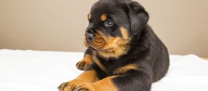 Ein Rottweiler-Welpe.