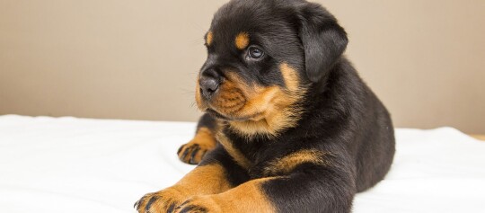 Ein Rottweiler-Welpe.