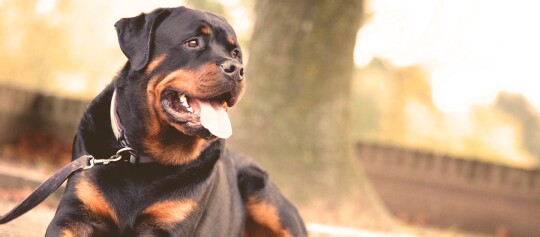 Ein Rottweiler liegt im Park.