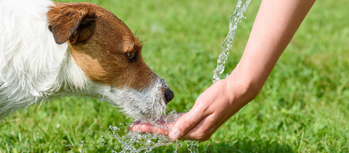 Ratgeber-Hund-Ernährung-Wasser_1200x527 Besitzerin gibt ihrem Hund Wasser.