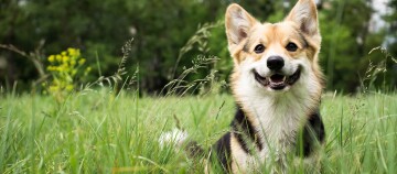 Ein Hund steht inmitten von Gräsern.