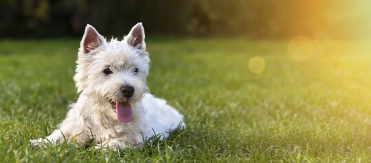 Ein Hund liegt auf der Wiese.
