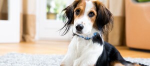 Ein Hund liegt auf einem Teppich im Wohnzimmer.
