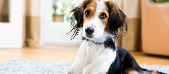 Ein Hund liegt auf einem Teppich im Wohnzimmer.