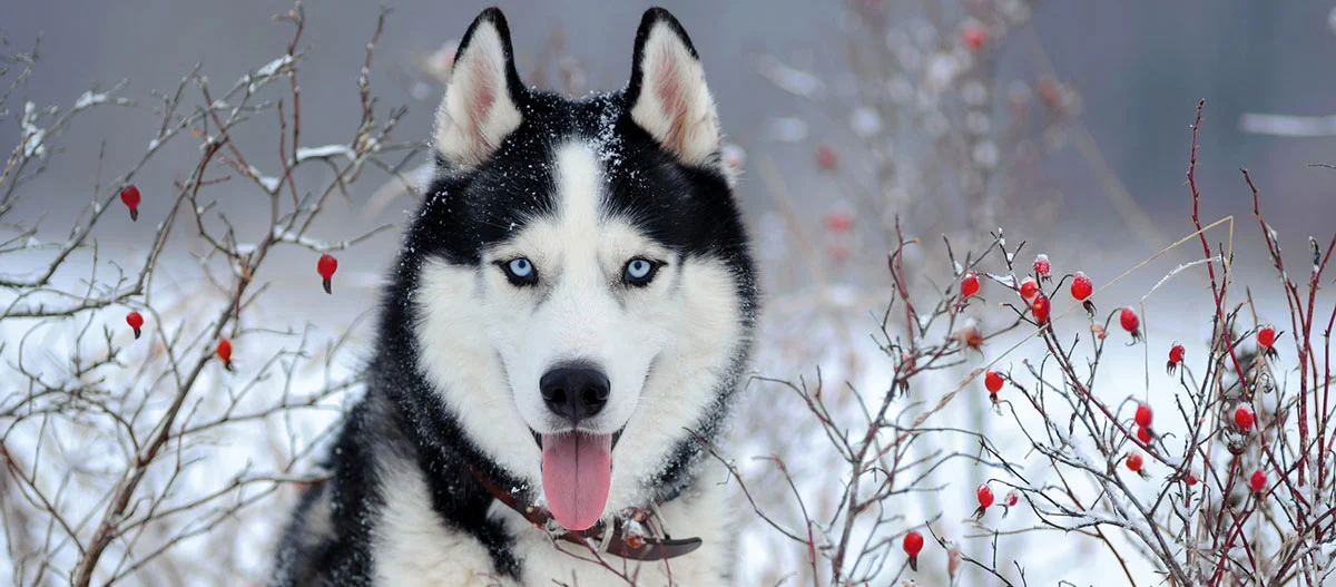 Husky in mitten einer Winterlandschaft