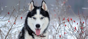Husky in mitten einer Winterlandschaft