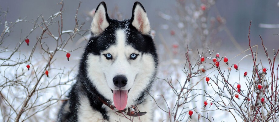 Husky in mitten einer Winterlandschaft Husky in mitten einer Winterlandschaft