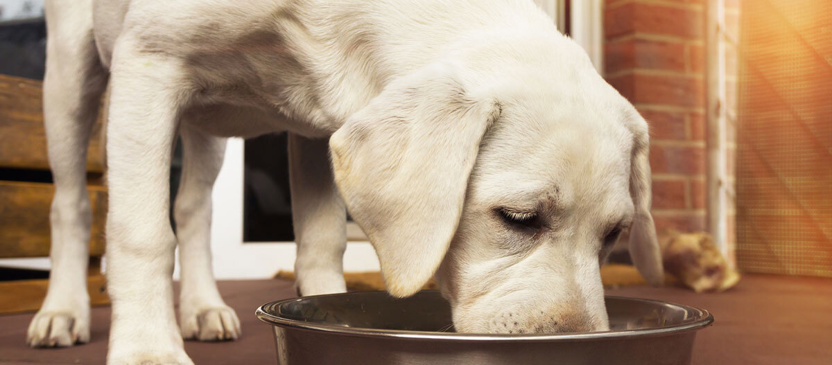 Ratgeber-Hund-Fressen_1200x527 Ein Hund frisst aus einem Napf