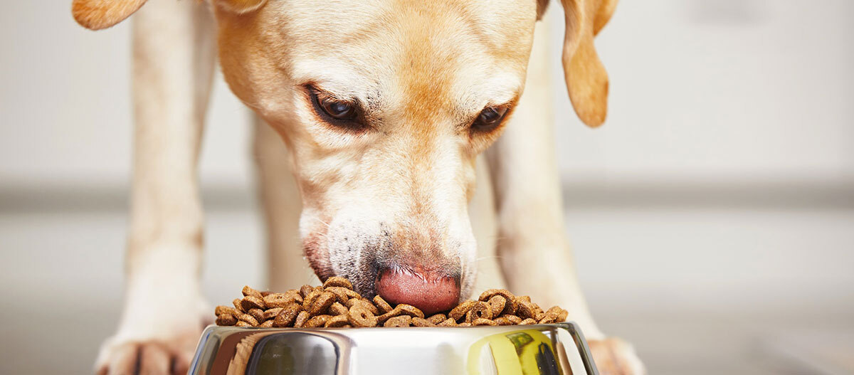 Ratgeber-Hund-Futter-Frisst-1200x527 Hund frisst aus Schüssel