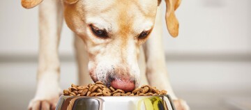 Hund frisst aus Schüssel