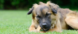 Hund frisst Kausnack