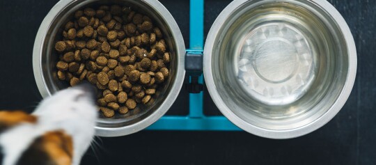 Hund mit zwei Schüsseln