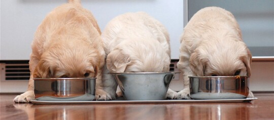 Drei Welpen fressen aus dem Napf.