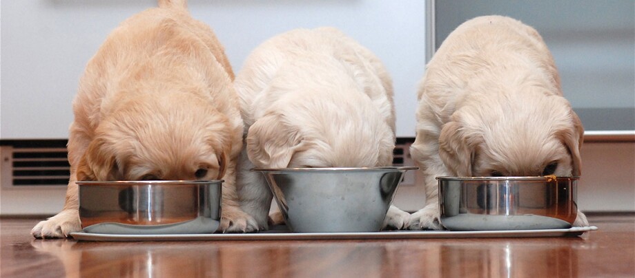Ratgeber-Hund-Futter-geben-1200x527 Drei Welpen fressen aus dem Napf.