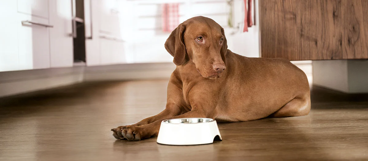 Ein Hund liegt vor einem leerem Napf.