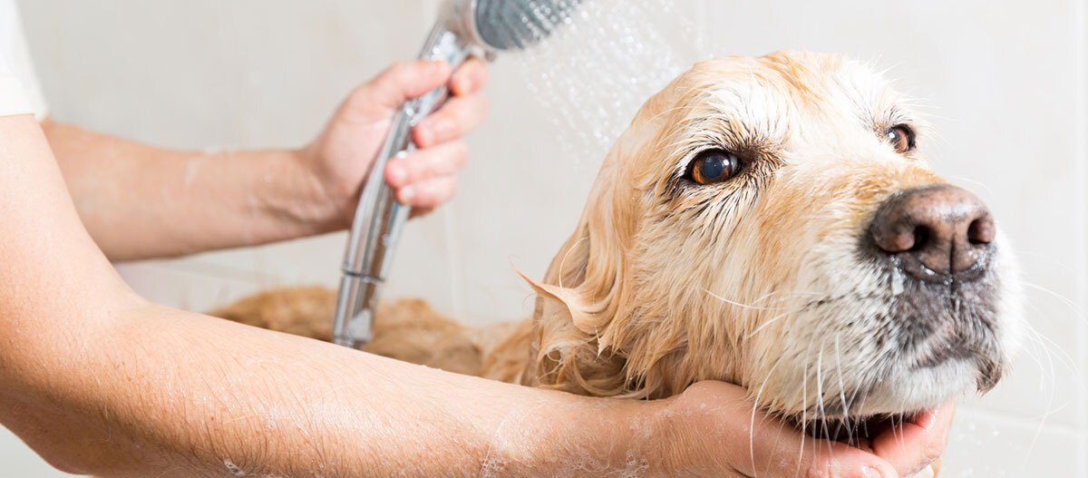 Ratgeber-Hund-Hundebad-Dusche_1200×527 Ein Hund wird geduscht.