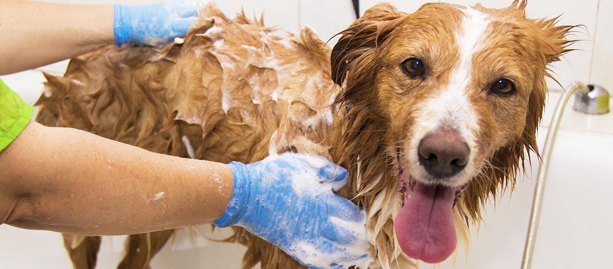 Ratgeber-Hund-Hundebad-einseifen_1200×527 Ein Hund wird eingeseift.
