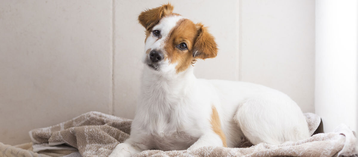 Ratgeber-Hund-Hundebad-trockener-Hund_1200×527 Ein Hund liegt auf einem Handtuch.