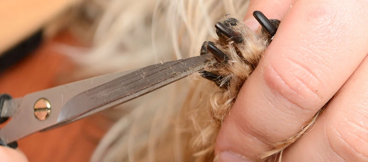 Einem Hund wird das Fell zwischen den Pfoten geschnitten