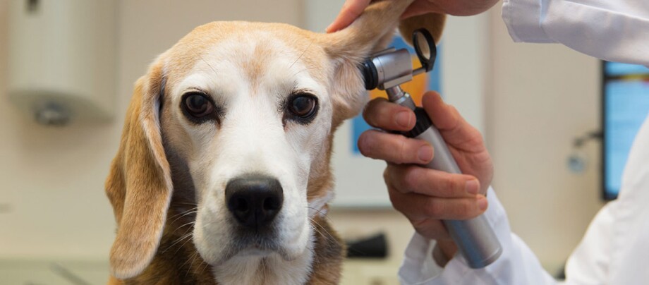 Ein Hund ist beim Tierarzt und bekommt seine Ohren untersucht. Ein Hund ist beim Tierarzt und bekommt seine Ohren untersucht.