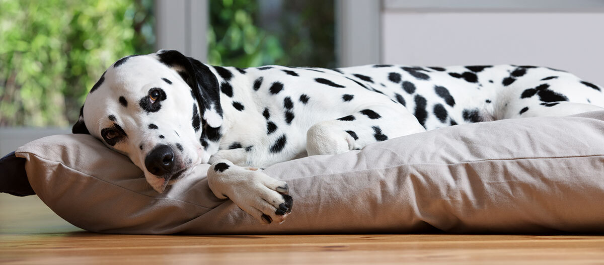 Ratgeber-Hund-Krankheiten-Dalmertiner_1200x527 Ein Dalmertiner liegt auf einem Hundebett.