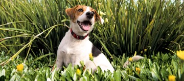 Ein Russell Terrier sitzt auf einer Wiese.