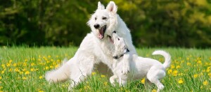 Junge wilde Hunde spielen, Pubertäre Hunde