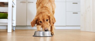 Ein Golden Retriever frisst aus seinem Napf.