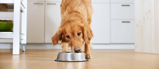 Ein Golden Retriever frisst aus seinem Napf.