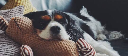 Ein Hund liegt entspannt auf dem Sofa