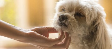 Besitzerin krault den Hund unten am Maul.