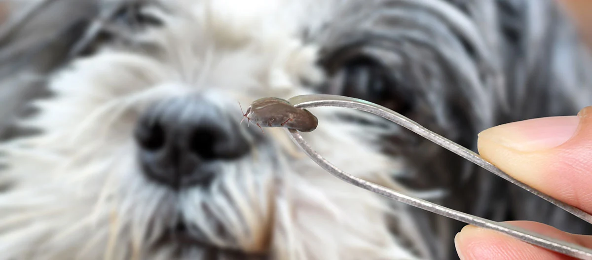 Eine Zecke wird mit einer Pinzette in das Bild gehalten, ein Hund ist im Hintergrund