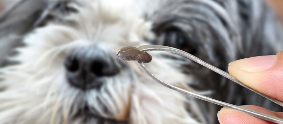 Eine Zecke wird mit einer Pinzette in das Bild gehalten, ein Hund ist im Hintergrund Eine Zecke wird mit einer Pinzette in das Bild gehalten, ein Hund ist im Hintergrund